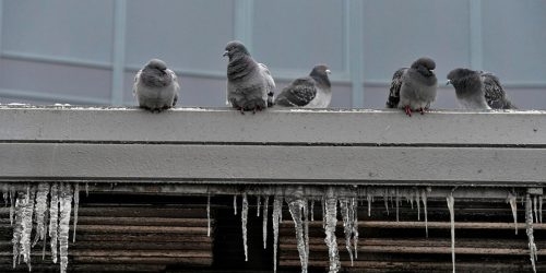 Два человека в Петербурге получили тяжелые травмы из-за упавшего с крыш льда