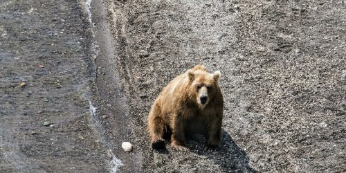 Мужчина умер после нападения медведя