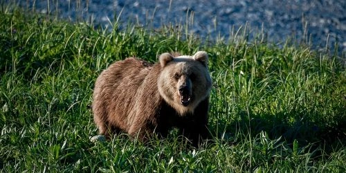 В Иркутской области медведь выбежал на дорогу