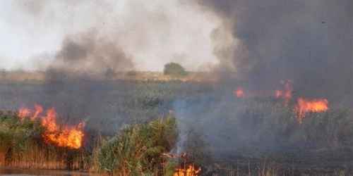 В МЧС рассказали о площади природного пожара в Ростовской области