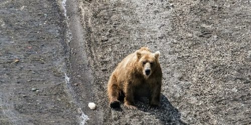 В Камчатском крае мужчина погиб после "встречи" с медведем