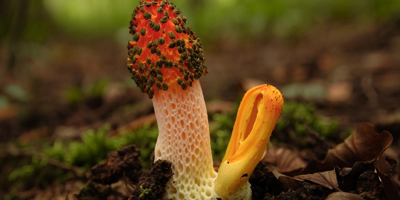 Жительница Подмосковья обнаружила на участке редкий краснокнижный гриб