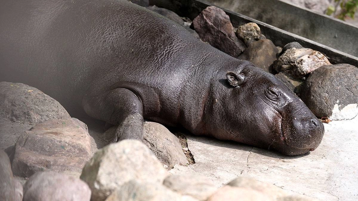 Бегемотиха в Екатеринбурге осталась без пары из-за санкций