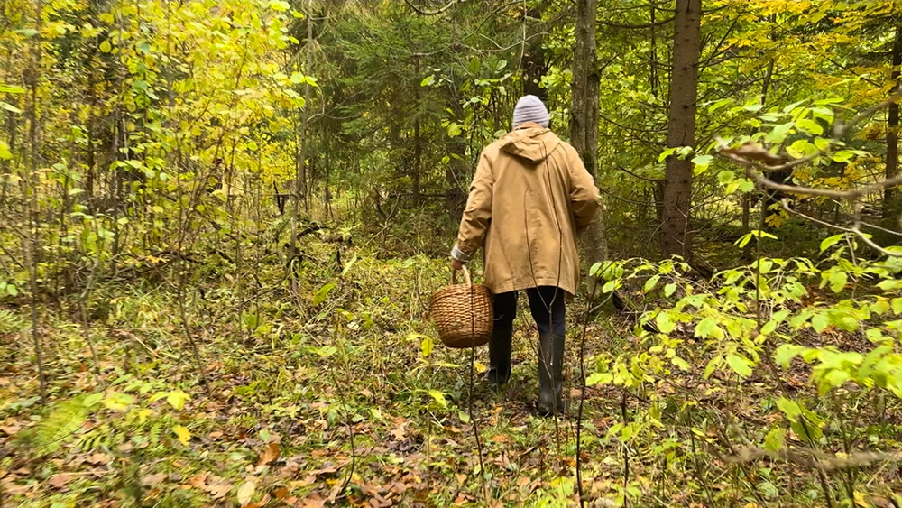 В Кузбассе за три дня в лесах заблудились 25 человек