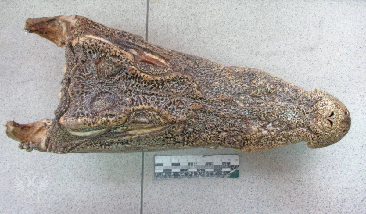 В Хабаровске у туриста изъяли голову крокодила