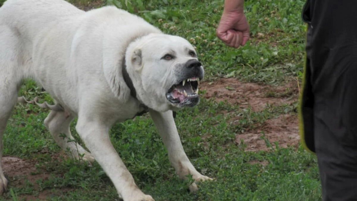 Нападение алабая на пять человек в Светлоярском районе