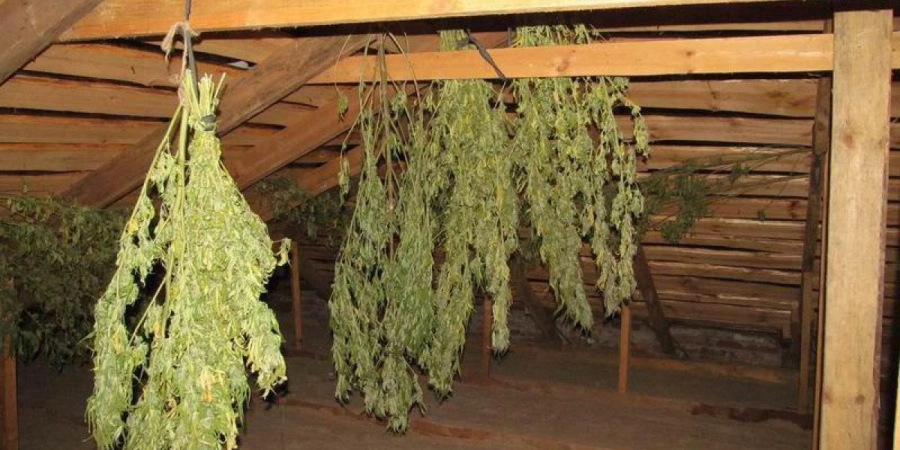 В Калининградской области мужчина выращивал коноплю на чердаке