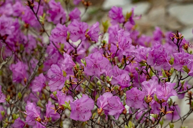 Эксперт предупредил об опасности завоза растений из недружественных стран