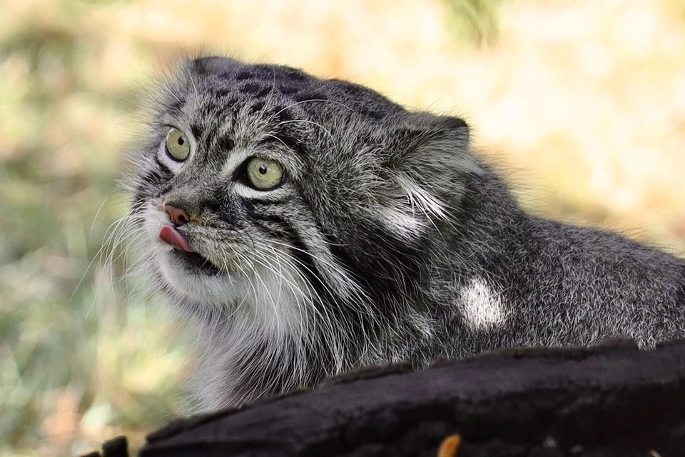 Манул Тимофей из Московского зоопарка начал подготовку к зиме