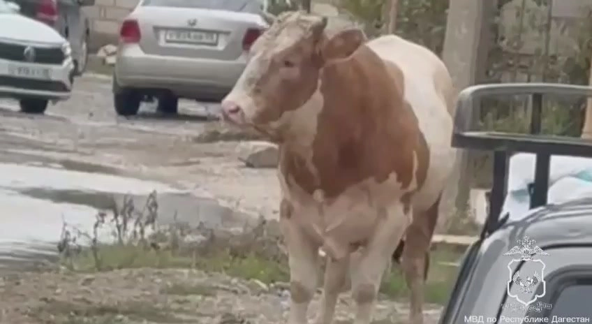 Бык напал на прохожих в Махачкале — полиция нейтрализовала его выстрелами