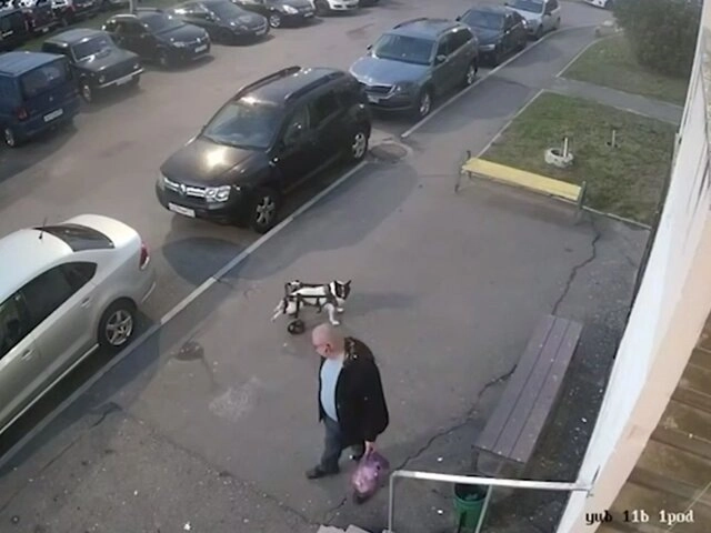 В Подольске задержали мужчину, избившего собаку-инвалида в коляске