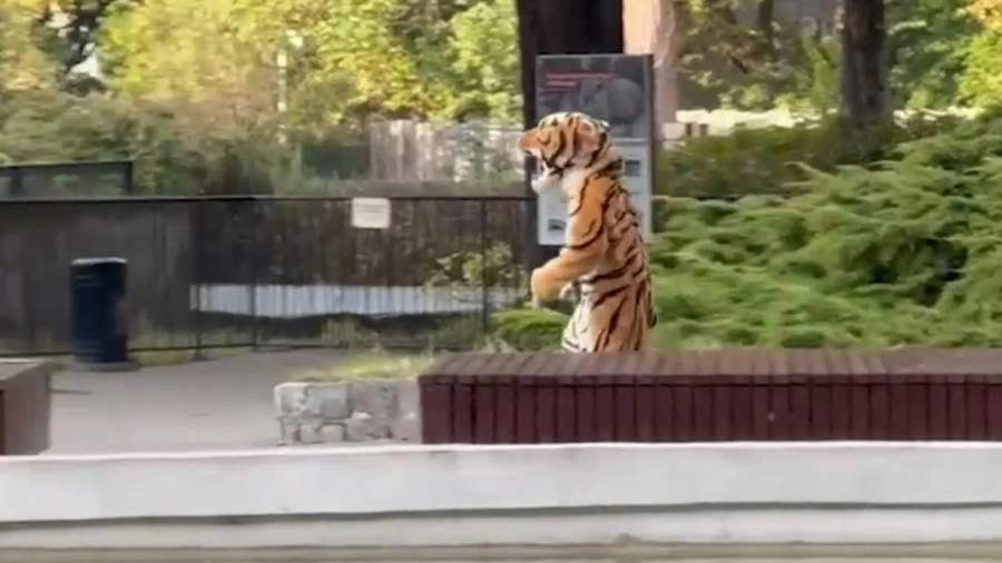 В Калининградском зоопарке прошли учения по ловле тигра