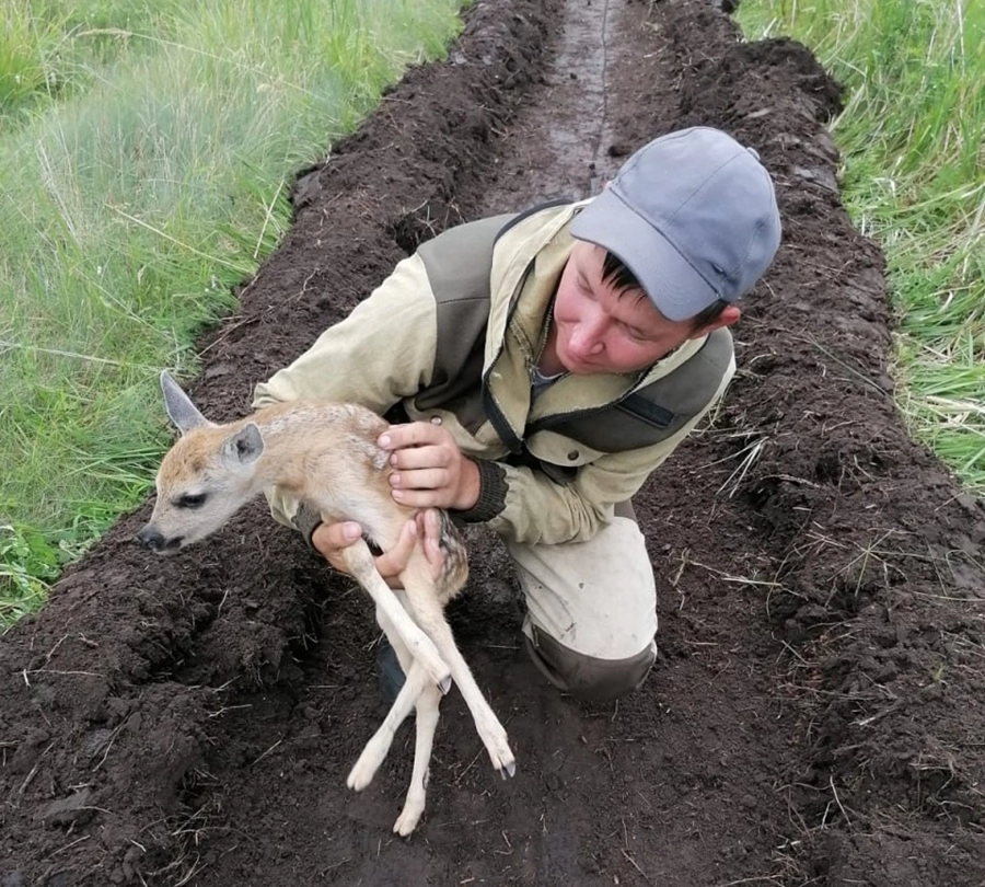В Красноярском крае спасли косуленка, засыпанного землёй на минполосе