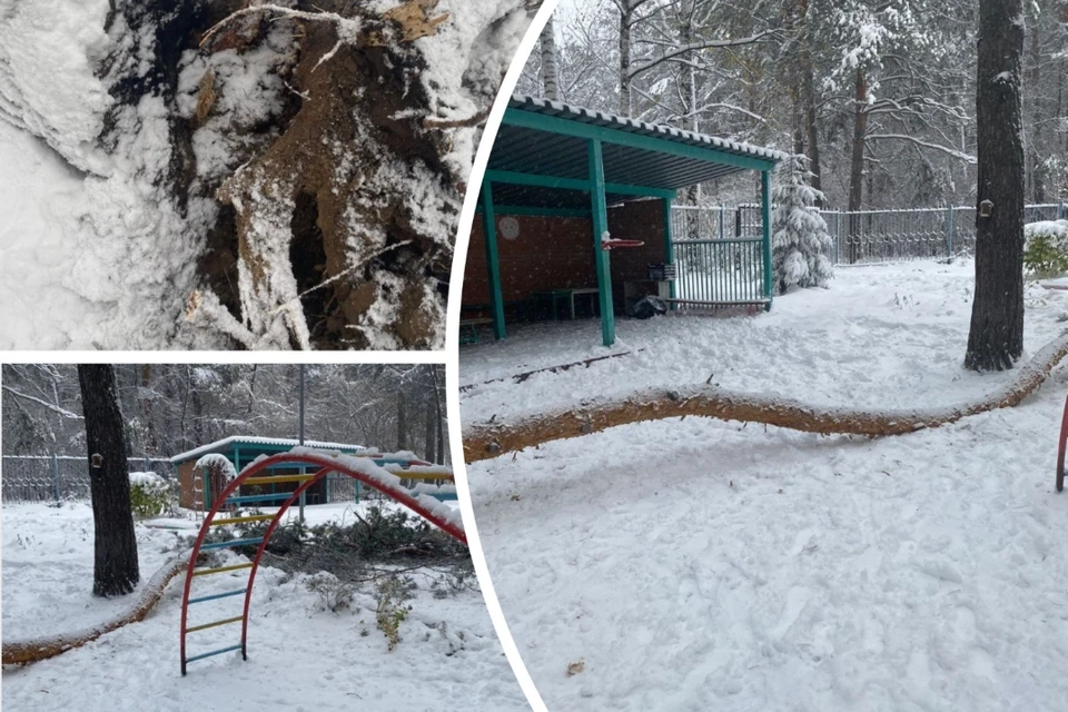 На ребенка в Новосибирском детсаду упало дерево во время прогулки