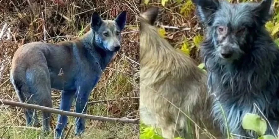 В Чернобыльской зоне отчуждения обнаружили собак с синей шерстью
