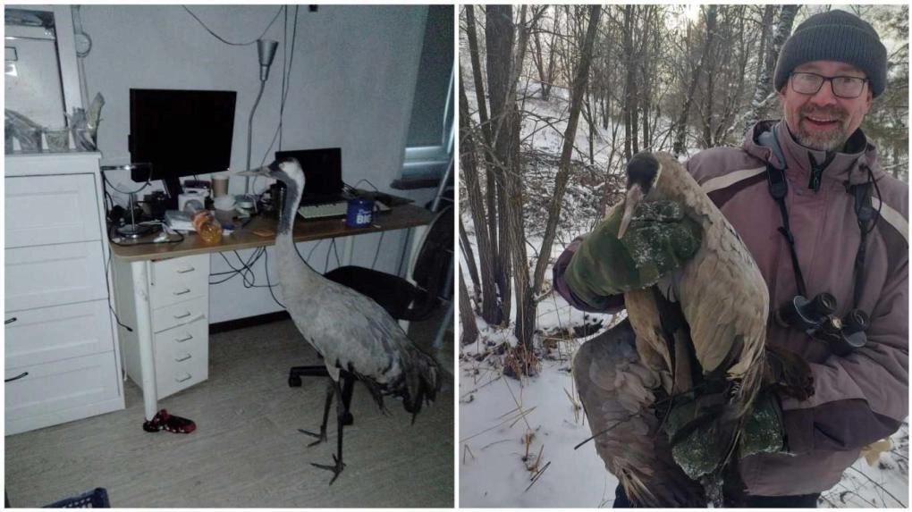 Новосибирский ученый спас раненого журавля — птица нашла дом в барнаульском зоопарке