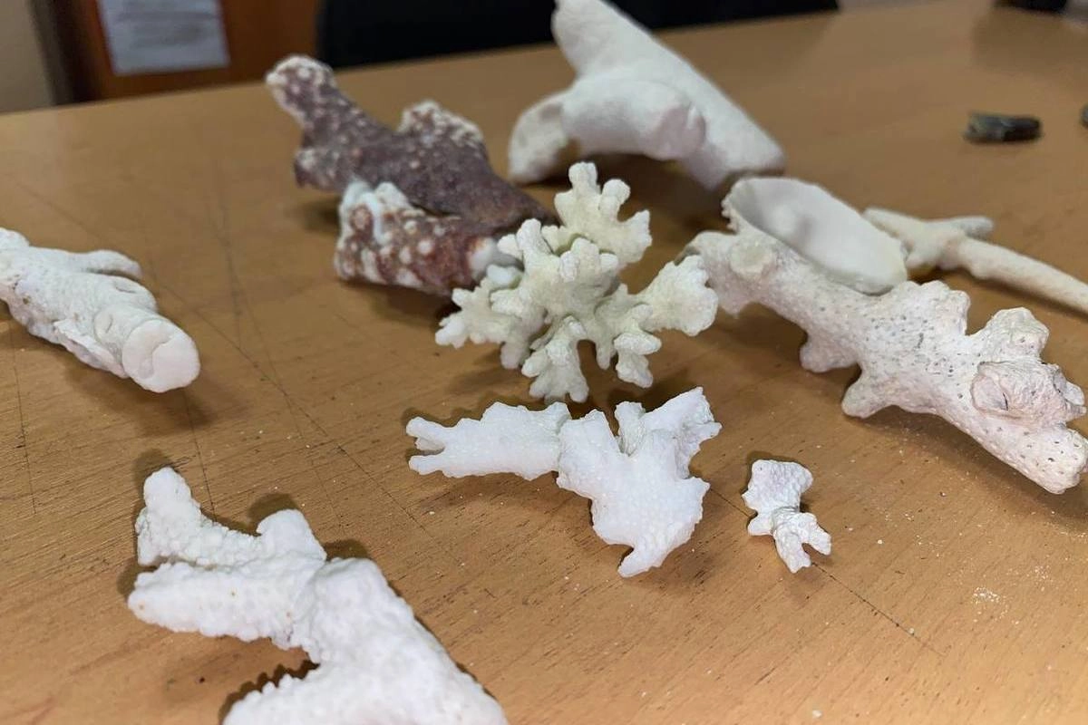 Жительница Красноярска не смогла ввезти кораллы, которые под угрозой исчезновения