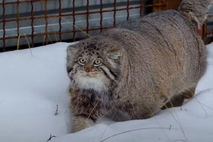 Московский зоопарк ищет для манула Тимофея невесту «редкой крови»