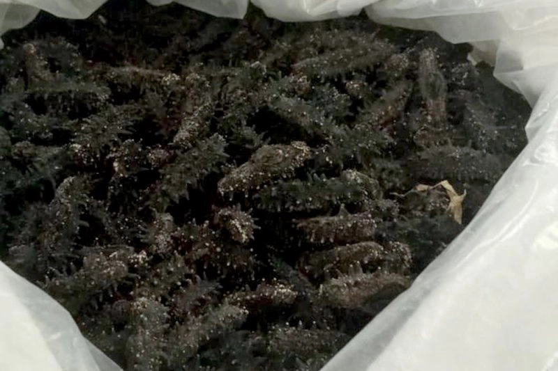 Пассажир Шереметьево пытался вывезти в Китай 8 кг трепанга