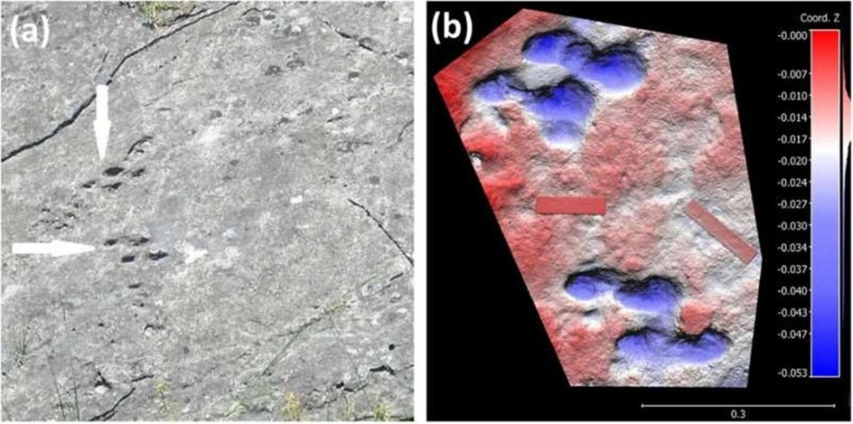 В Южной Африке впервые обнаружены следы животных возрастом около 3 млн лет