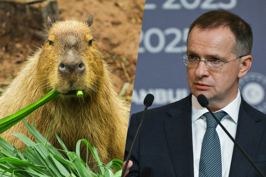 Московский зоопарк пригласил Мединского на встречу с капибарами