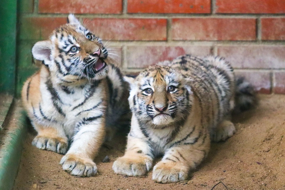 В Московском зоопарке родились два амурских тигрёнка