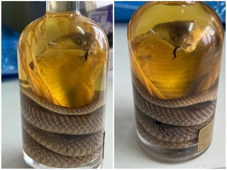 В Барнауле у туристки из Вьетнама изъяли змеиное вино с редкой коброй