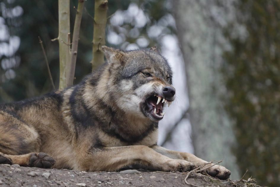 Волк утащил четырёхмесячного младенца в Индии