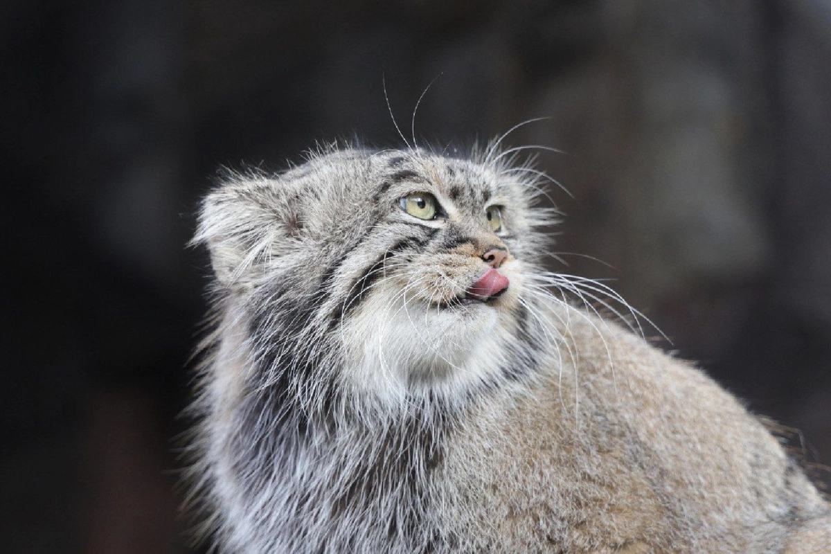 Слово «зажировка» официально включено в русский язык благодаря манулу Тимофею