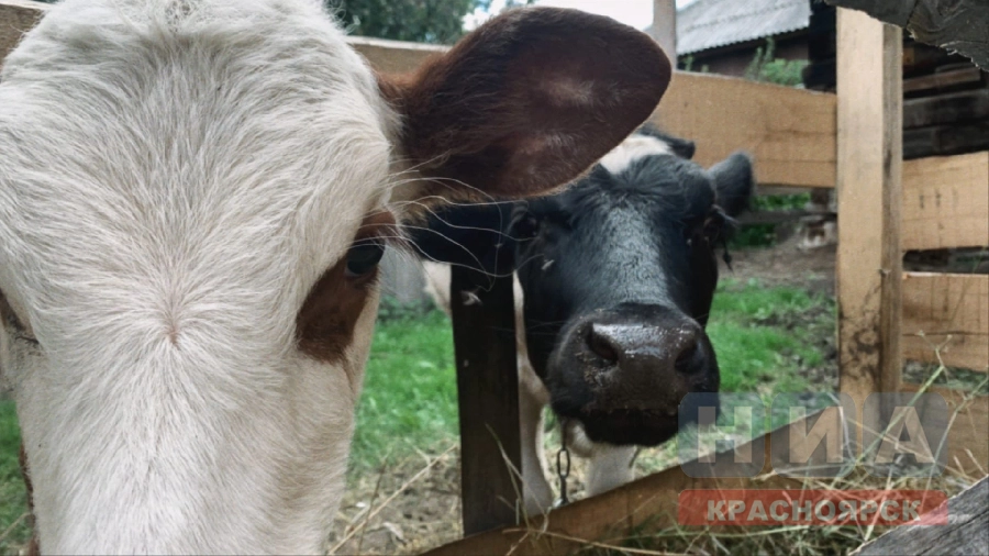 В Красноярском крае начинающие фермеры получат гранты от 4 до 8 млн рублей