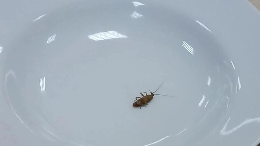 «Тараканы в аудиториях, в коридорах, туалетах и даже в еде!» — студенты Финансового университета бьют тревогу