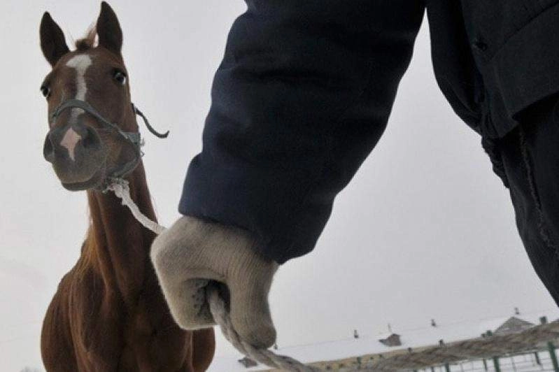 Жители Оренбургской области заявили о пытках после задержания по делу о краже лошадей