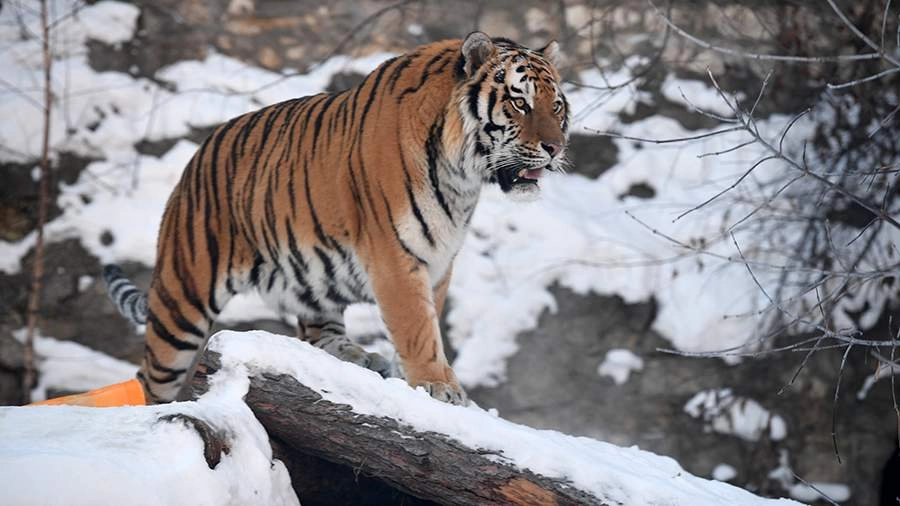 Четыре машины насмерть сбили краснокнижного амурского тигра Гошу на трассе в Хабаровском крае