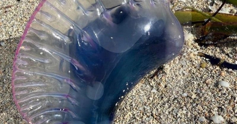 Трое российских туристов пострадали от медуз «португальский кораблик» на Кубе