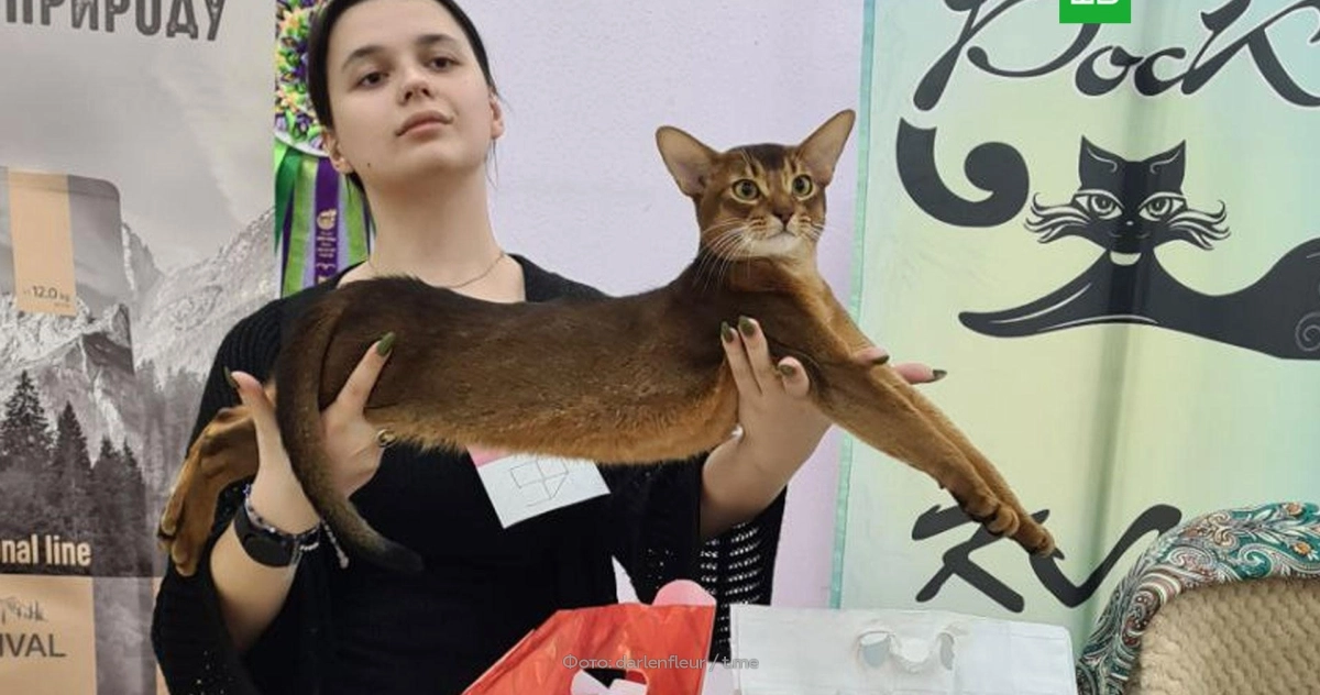 Кот из России стал лучшим выставочным котом мира в 2025 году  