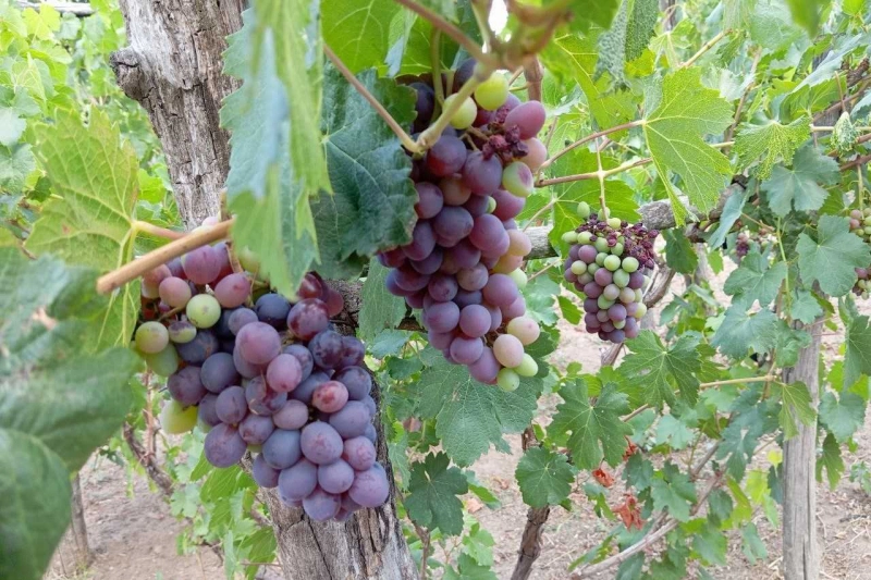 Тихие вина Дона признаны лучшими в «Винном гиде России-2025»