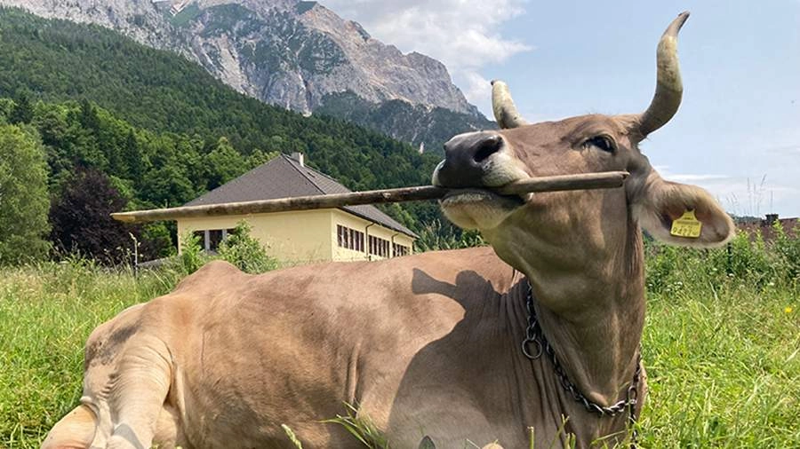  Корова Вероника из Австрии признана самой умной за умение чесать спину палкой  